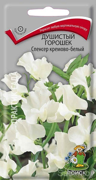 Душистый горошек Спенсер кремово-белый