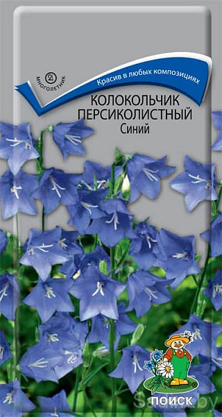 Колокольчик Персиколистный Синий