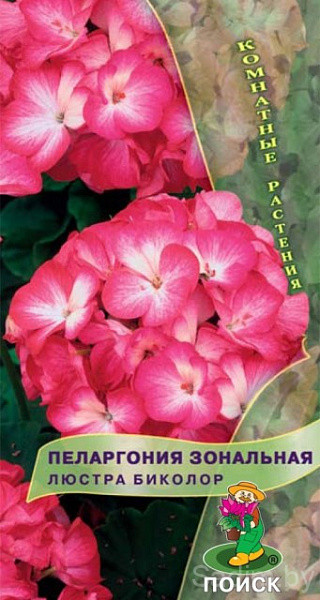 Пеларгония зональная Люстра Биколор