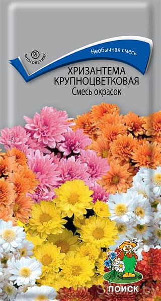 Хризантема Крупноцветковая Смесь окрасок