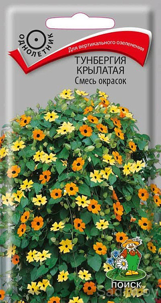 Тунбергия Крылатая Смесь окрасок