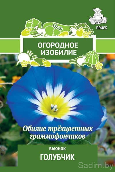 Вьюнок Голубчик