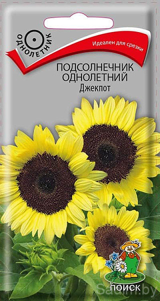 Подсолнечник Джекпот