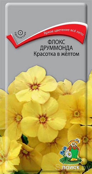 Флокс Друммонда Красотка в желтом