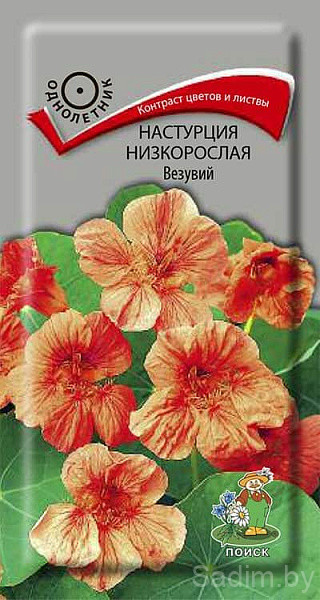 Настурция Низкорослая Везувий