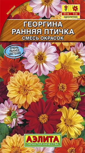Георгина махровая Ранняя птичка (смесь окрасок)