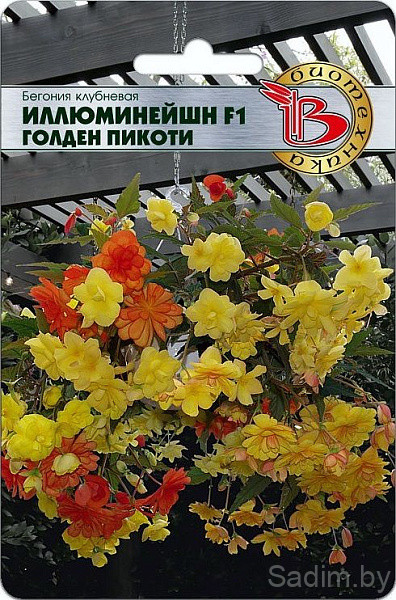 Бегония клубневая ампельная Иллюминейшн F1 Голден Пикоти