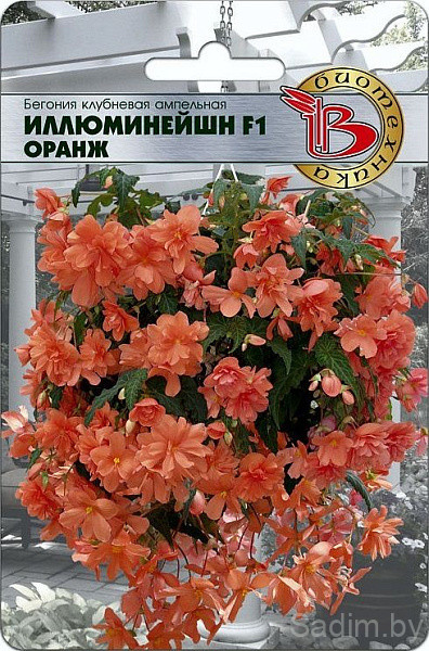 Бегония клубневая ампельная Иллюминейшн F1 Оранж