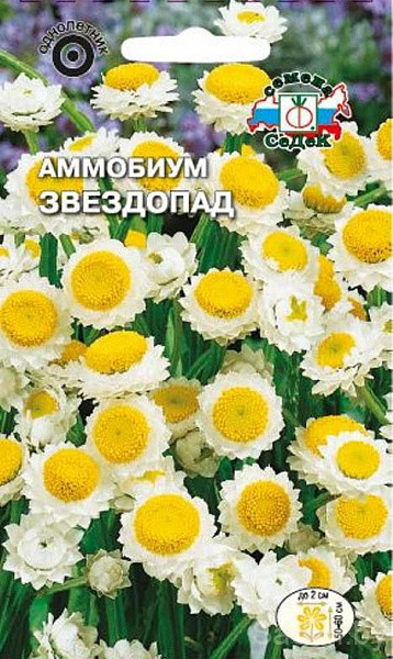 Аммобиум крылатый Звездопад