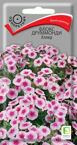 Флокс друммонди Аллюр
