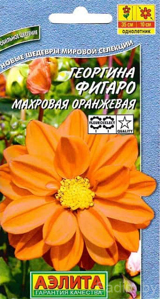Георгина Фигаро Махровая оранжевая