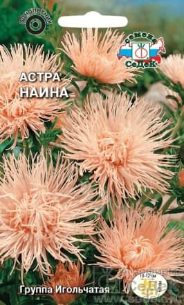 Астра Наина (игольчатая)