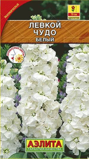 Левкой Чудо белый