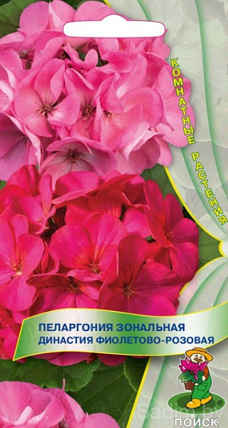 Пеларгония зональная Династия Фиолетово-розовая