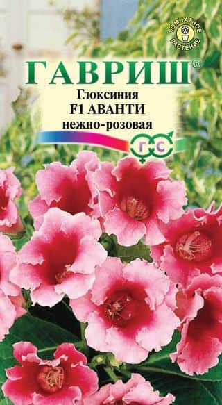 Глоксиния Аванти Нежно-розовая F1