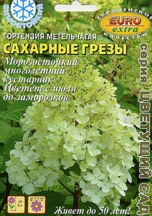 Гортензия Метельчатая Сахарные грезы