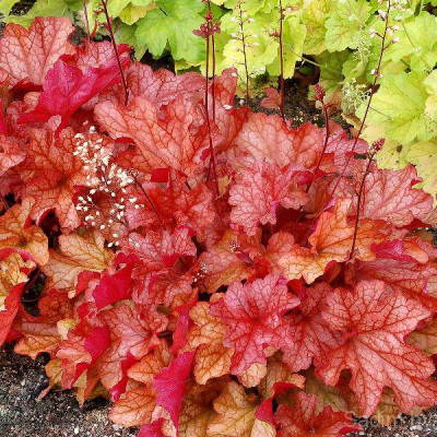 Гейхера (гибридная) - Паприка (Люкс)