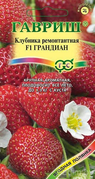Клубника ремонтантная Грандиан F1 (земляника)