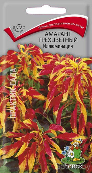 Амарант Трехцветный Иллюминация