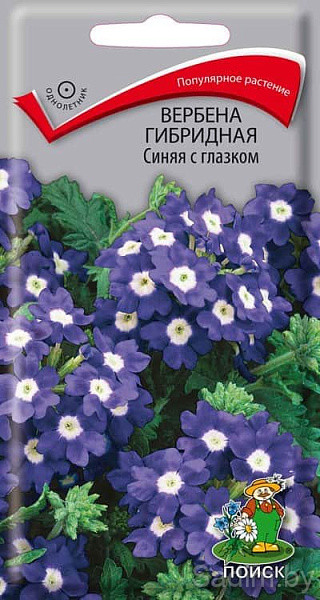 Вербена гибридная Синяя с глазком