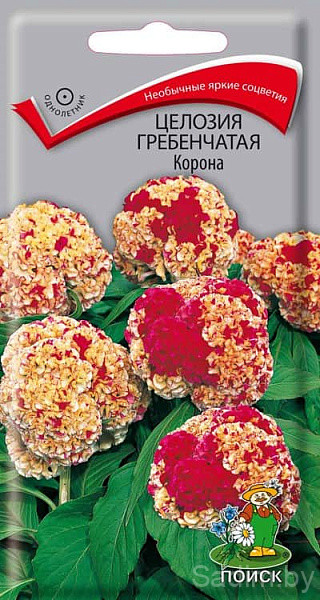 Целозия Гребенчатая Корона
