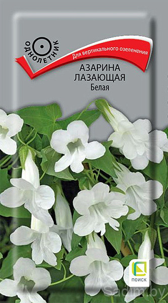 Азарина лазающая Белая