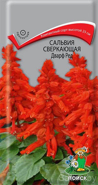 Сальвия Сверкающая Дварф Ред