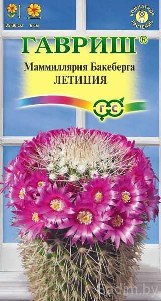 Маммиллярия бакеберга (кактус) Летиция