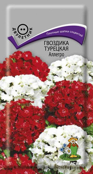 Гвоздика Турецкая Аллегро