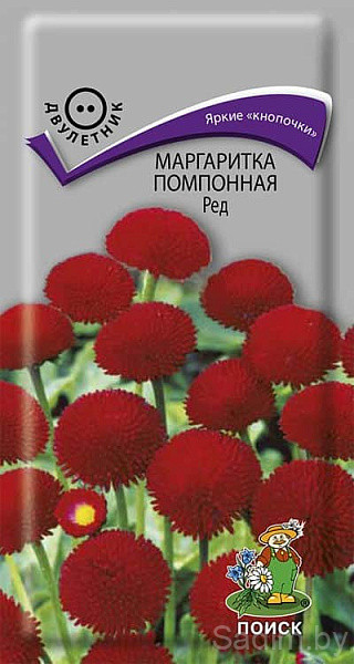 Маргаритка помпонная Ред