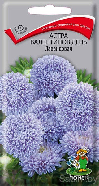 Астра Валентинов день Лавандовая