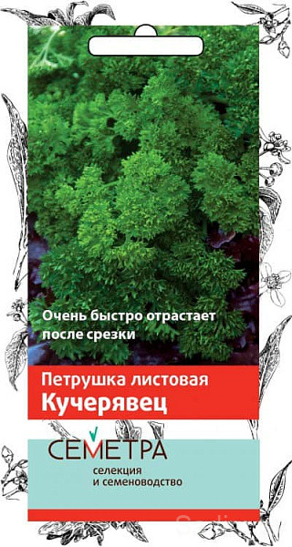 Петрушка листовая Кучерявец