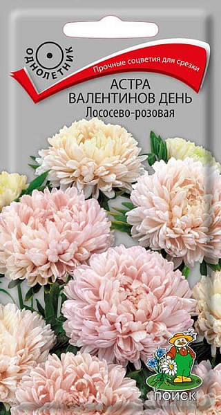 Астра Валентинов день Лососево–розовая