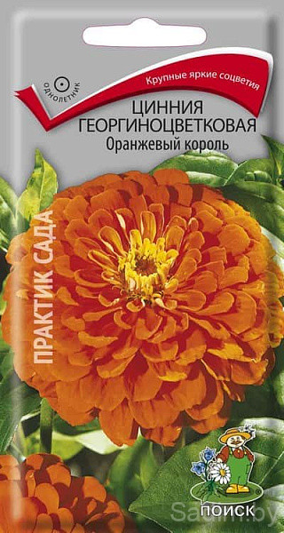 Цинния Георгиноцветковая Оранжевый король