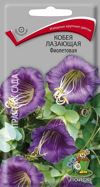 Кобея лазающая Фиолетовая