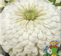 Семена цинии георгиноцветковой